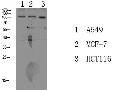 Na+/K+-ATPase α1 (Phospho-Tyr260) rabbit pAb - image 1
