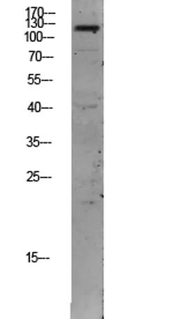 TIE2 rabbit pAb - image 1