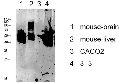 Keratin 8 rabbit pAb