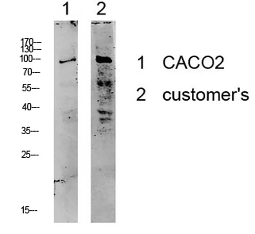 Kv2.1/KCNB1 rabbit pAb - image 1
