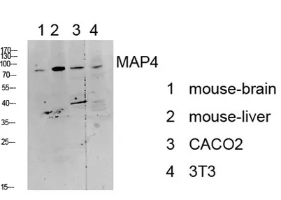 MAP4 rabbit pAb - image 1