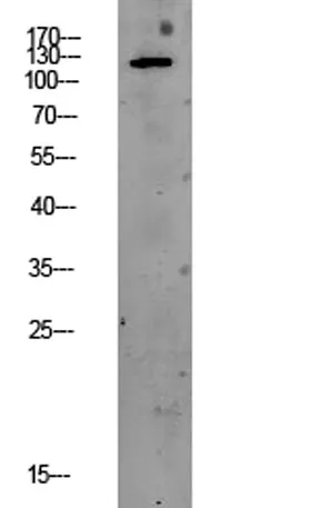 PEK/PERK rabbit pAb - image 1