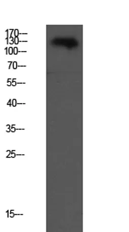 VE-Cadherin rabbit pAb - image 1