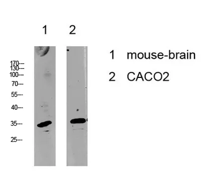 Cyclin C rabbit pAb - image 1
