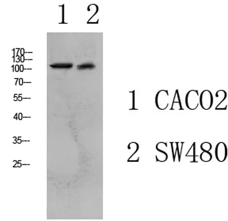 Collagen I rabbit pAb
