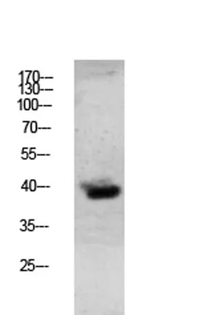 Granzyme B rabbit pAb - image 1