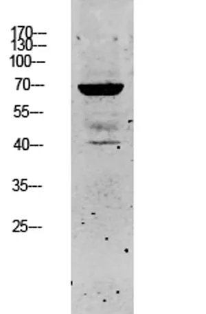 Keratin 5 rabbit pAb - image 1