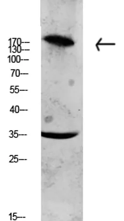 Collagen XI α1 rabbit pAb - image 1
