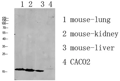 RPL35 rabbit pAb