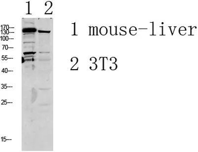 GRIN2D rabbit pAb - image 1