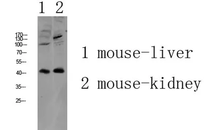 AGTR1 rabbit pAb - image 1