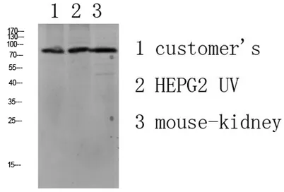 LSHR rabbit pAb
