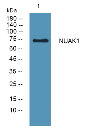 NUAK1 rabbit pAb - image 1