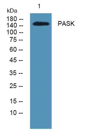 PASK rabbit pAb