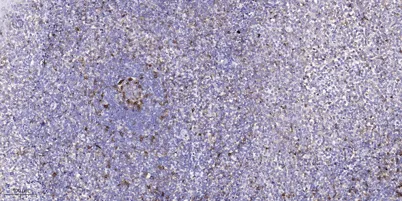 ROS1 rabbit pAb - image 1