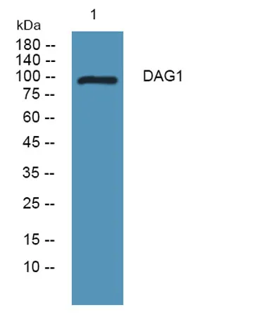 DAG1 rabbit pAb - image 1