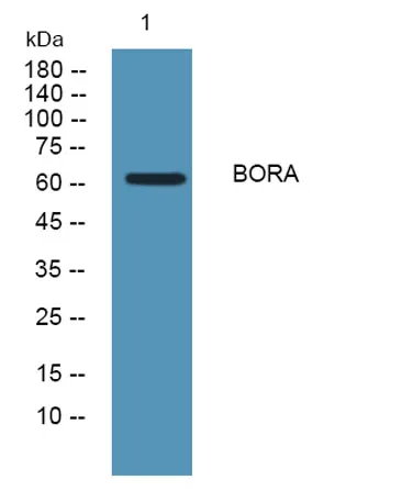 BORA rabbit pAb - image 1