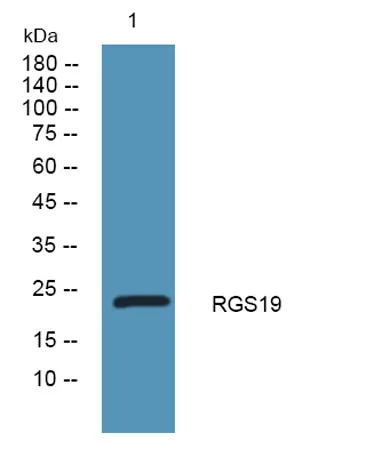 RGS19 rabbit pAb - image 1