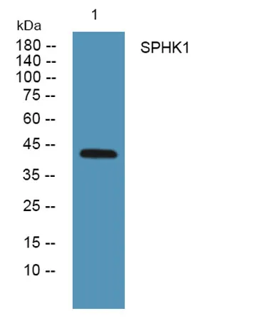 SPHK1 rabbit pAb - image 1