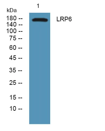 LRP6 rabbit pAb