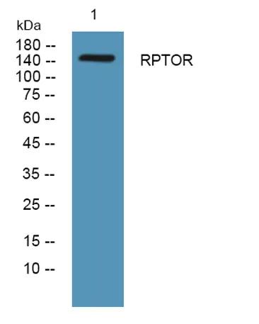 RPTOR rabbit pAb - image 1