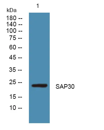 SAP30 rabbit pAb - image 1