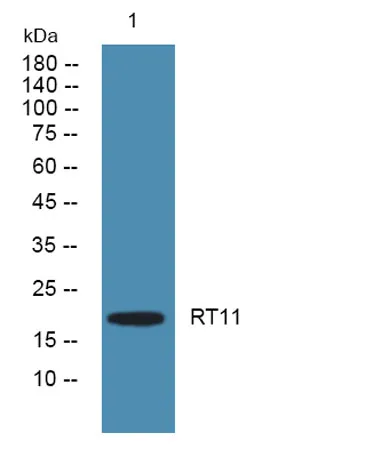 RT11 rabbit pAb