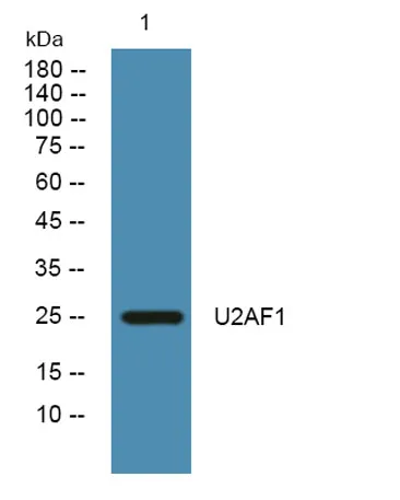 U2AF1 rabbit pAb
