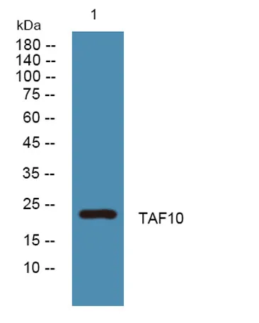 TAF10 rabbit pAb - image 1