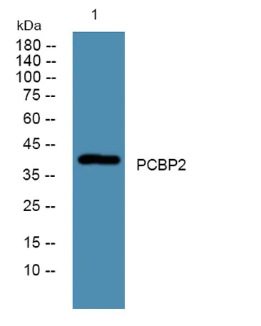 PCBP2 rabbit pAb - image 1