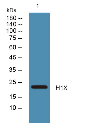 H1X rabbit pAb - image 1