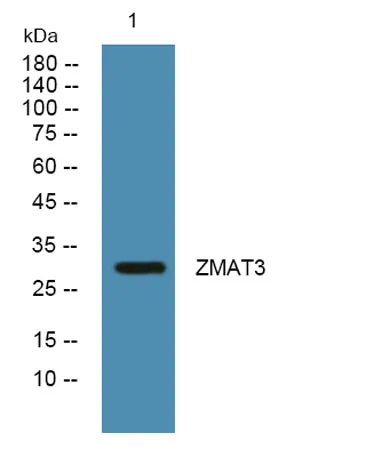 ZMAT3 rabbit pAb