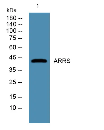 ARRS rabbit pAb