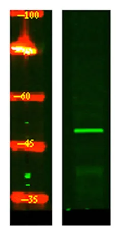 CRLF3 rabbit pAb - image 1