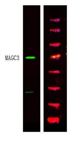MAGC3 rabbit pAb