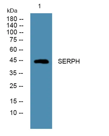SERPH rabbit pAb