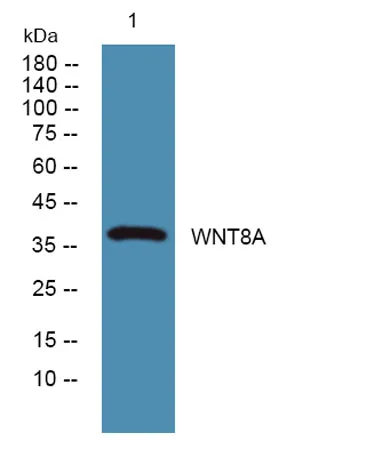 WNT8A rabbit pAb - image 1