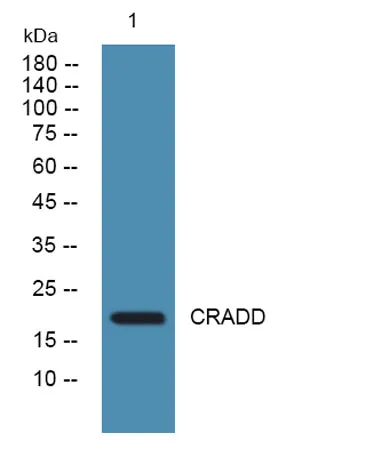 CRADD rabbit pAb - image 1