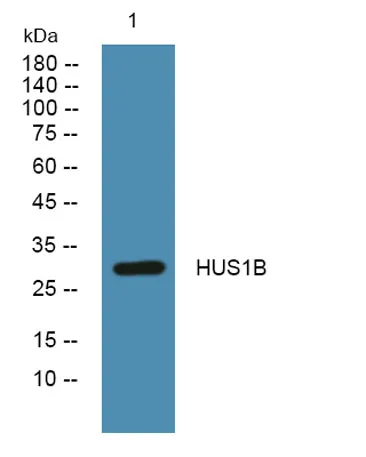 HUS1B rabbit pAb - image 1