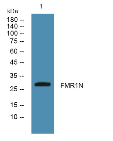 FMR1N rabbit pAb