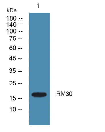 RM30 rabbit pAb