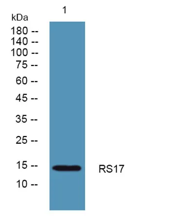 RS17 rabbit pAb - image 1
