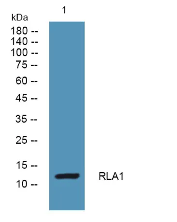 RLA1 rabbit pAb