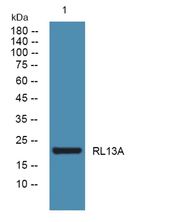 RL13A rabbit pAb - image 1