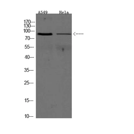 ADAM9 rabbit pAb - image 1