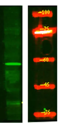 AAA1 rabbit pAb - image 1