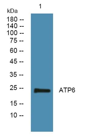 ATP6 rabbit pAb - image 1