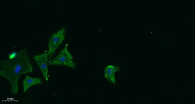 ABCG5 rabbit pAb - image 1