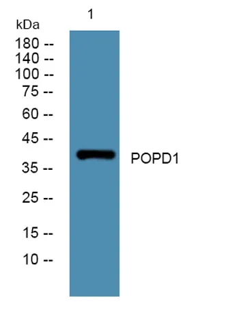 POPD1 rabbit pAb