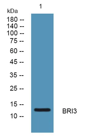 BRI3 rabbit pAb - image 1